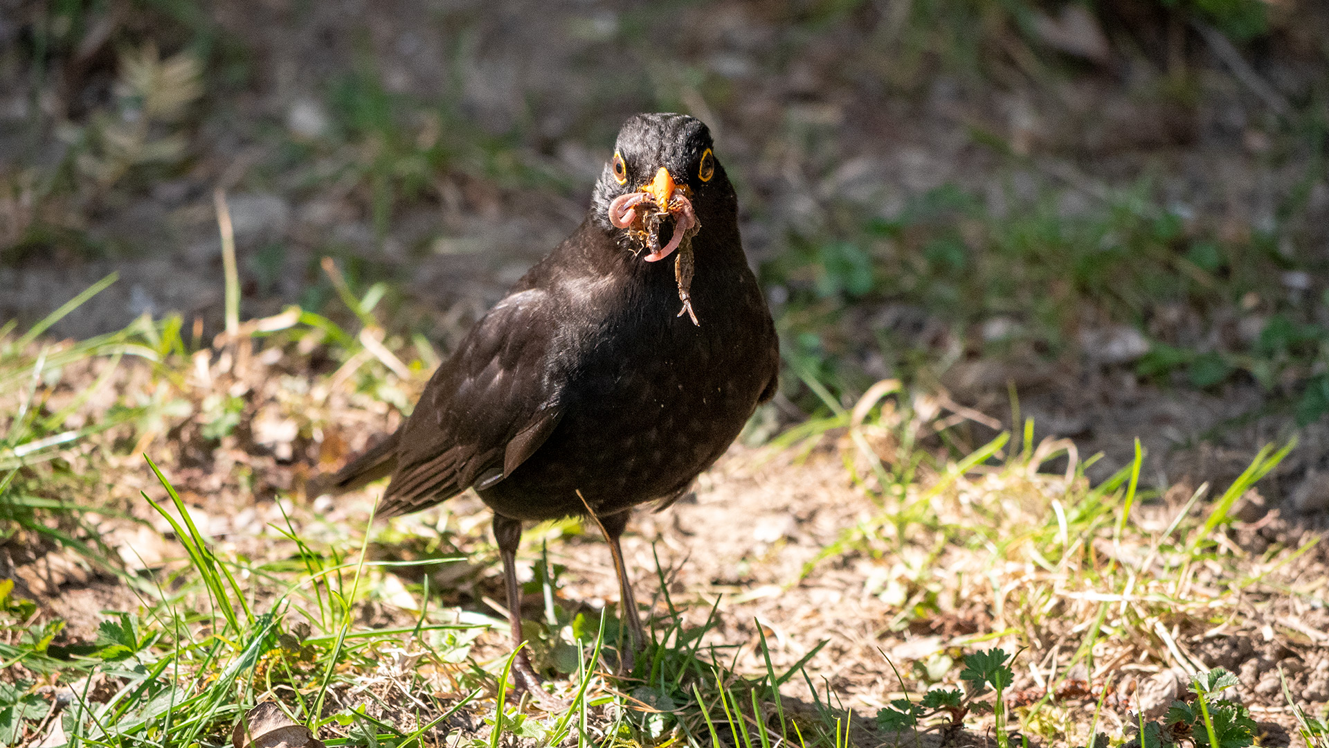 Das Brutverhalten der Amsel: Einzigartige Einblicke in die Welt der Vögel