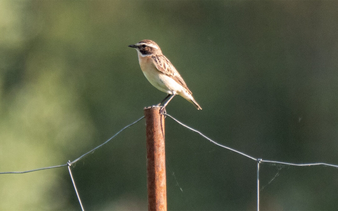 Braunkehlchen: Geheimnisse des Wiesenvogels