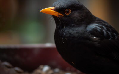 Ganzjährige Vogelfütterung: Praxis-Tipps für Gartenbesitzer