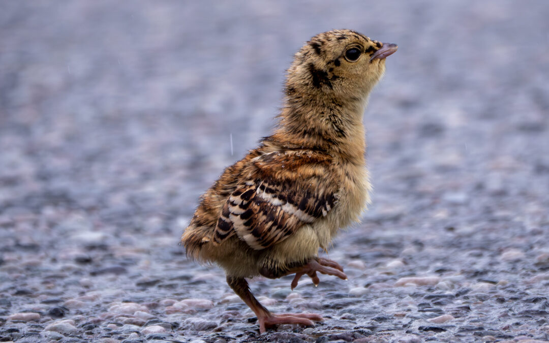 Seltener Blick auf ein Auerhuhn Küken, eingefangen durch Anetas Kamera auf einer einsamen Straße in Norwegen.