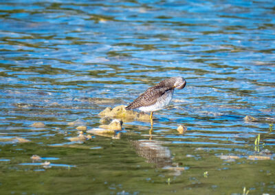 Bruchwasserläufer putzt sein Gefieder