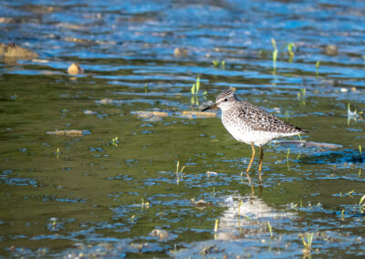 Bruchwasserläufer im Wasser