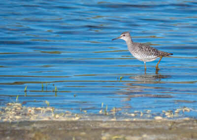 Bruchwasserläufer auf Futtersuche im Wasser Augen auf Ufer gerichtet