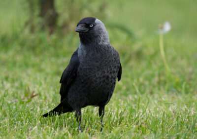 Dohle mit blauen Augen im Gras