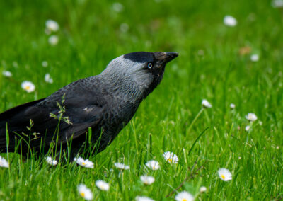 Dohle im Gras und Gänseblümchen