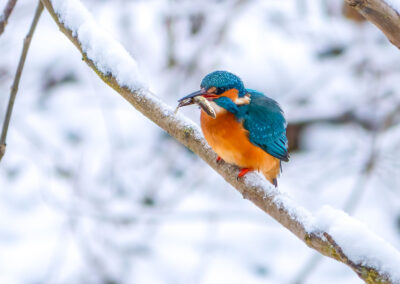 Eisvogel mit kleinem Fisch im Mund auf einem Ast im Winter.