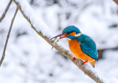 Eisvogel mit kleinem Fisch im Mund