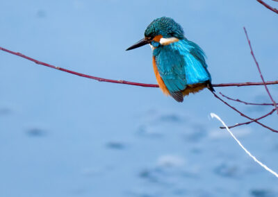 Eisvogel erleichtert sich