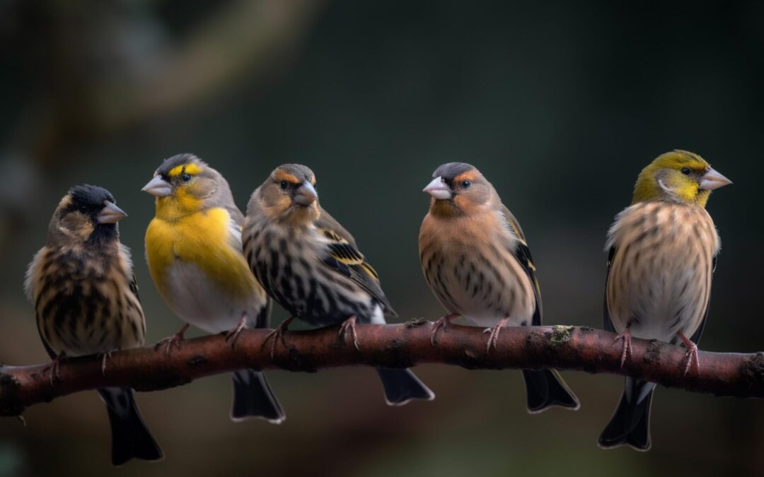 Finken auf dem Ast. Erlenzeisig, Bergfink, Grünfink, Gimpel, Buchfink, Bluthänfling. Erstellt durch Midjourney (https://www.midjourney.com/app/jobs/a56a7db5-93a2-4279-85ef-47f63d1672c7/)