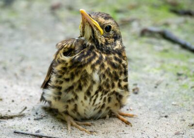 Singdrosselküken auf dem Boden