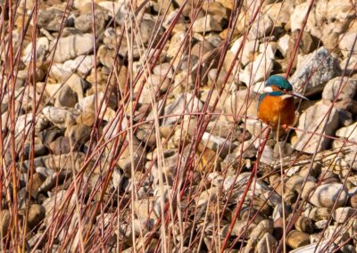 Eisvogel beobachtet seine Beute