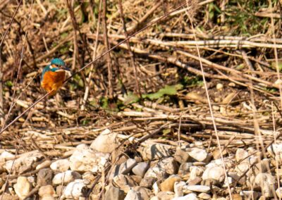 Eisvogel wirft einen konzentrierten Blick auf seine Beute