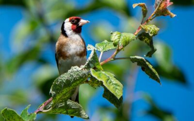 Brütende Vögel im Garten: 7 Expertentipps für mehr Bruterfolg